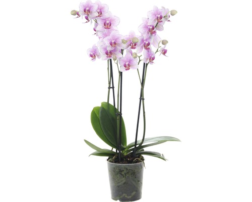 Orchidee mit zarten Blüten im Topf