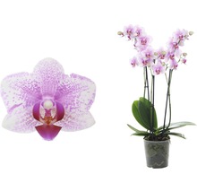 Orchidee mit Blüten im Topf und Nahaufnahme einer Einzelblüte