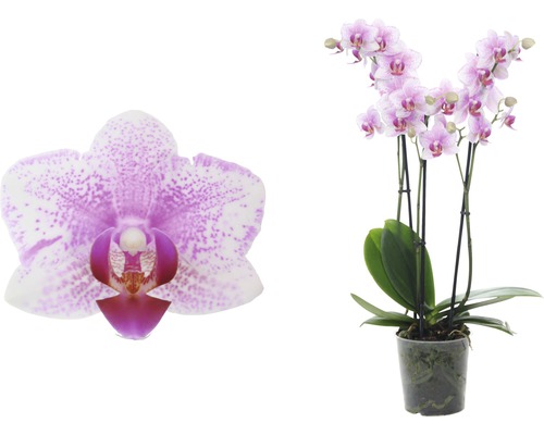 Orchidee mit Blüten im Topf und Nahaufnahme einer Einzelblüte