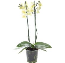 Gelbe Phalaenopsis Orchidee im Topf