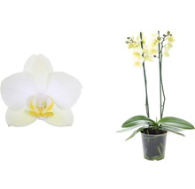 Gelbe Orchidee im Topf und einzelne Blüte