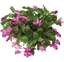 Blühende Topfpflanze Weihnachtskaktus mit grünen Blättern und pinkfarbenen Blüten