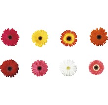 Acht Gerbera Blumen in verschiedenen Farben