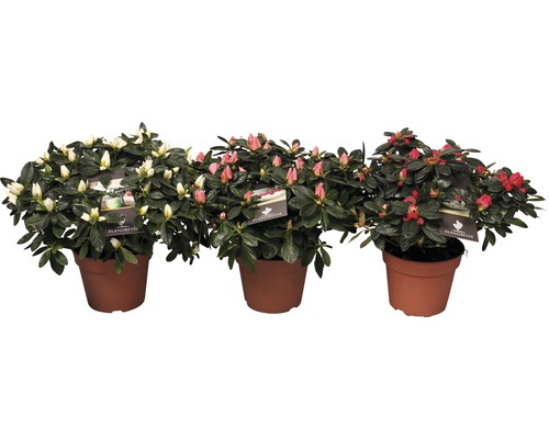 Drei Azaleen im Topf mit weißen, rosafarbenen und roten Blüten