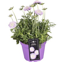 Skabiose ''Butterfly Blue'' im Topf