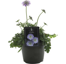 Skabiose Butterfly Blue im Topf
