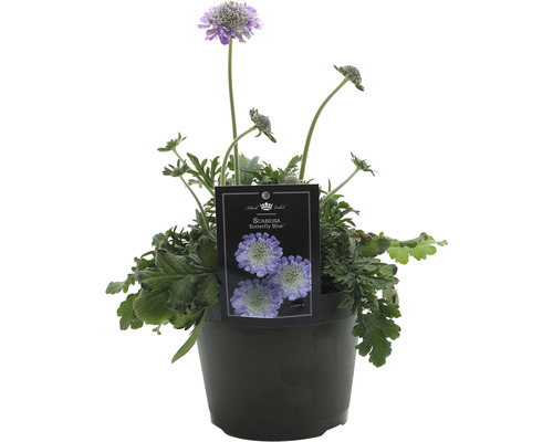 Skabiose Butterfly Blue im Topf