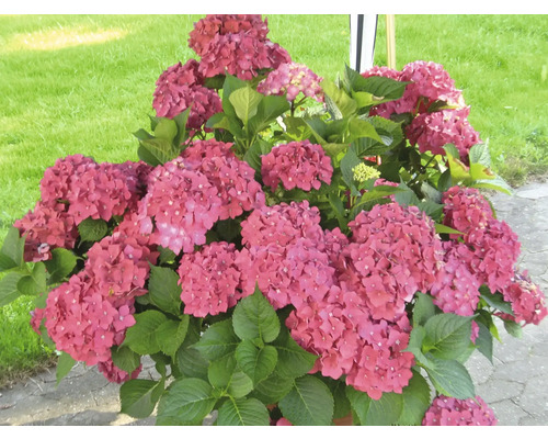Sträucher-Set Sommerblüher Bauernhortensie weiß, rosa & rot 30/40 cm, im Topf, 3 Stk Nahaufnahme einer Hortensie mit roten Blüten und grünen Blättern.