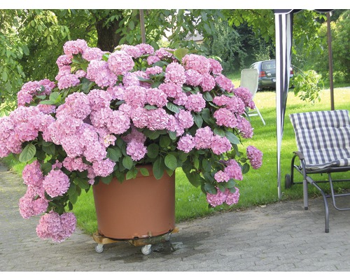 Zierstrauch Bauernhortensie rosa 50/60 cm, im Topf