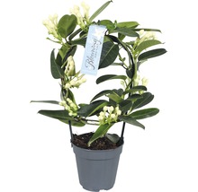 Duftjasmin im Topf mit Rankhilfe