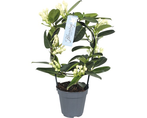 Kranzschlinge FloraSelf Stephanotis floribunda H ca. 20 cm Ø 12 cm Topf Duftjasmin im Topf mit Rankhilfe