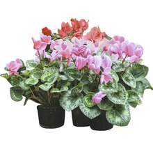 Zimmer Alpenveilchen in Töpfen