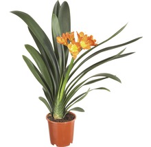 Clivia Zimmerpflanze im Topf mit orangen Blüten