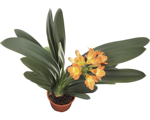 Riemenblatt Clivia miniata H 40-55 cm Ø 12 cm Topf Clivia Zimmerpflanze mit oranger Blüte im Topf