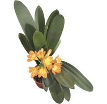 Clivia Zimmerpflanze im Topf