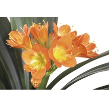 Clivia Zimmerpflanze mit orangen Blüten und grünen Blättern