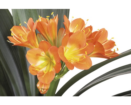 Clivia Zimmerpflanze mit orangen Blüten und grünen Blättern