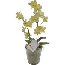Gelbe Orchidee im Topf