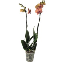 Orchidee im Topf