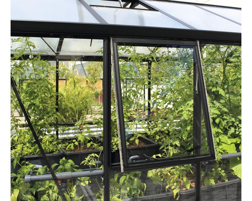 Seitenfenster Vitavia Zeus Comfort ohne Verglasung 70,8x86,2 cm schwarz Gewächshaus mit geöffnetem Fenster und Pflanzen