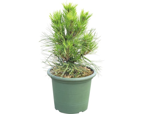 Kiefer in einem Topf