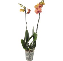 Orchidee im Topf