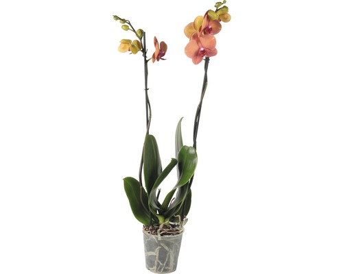 Schmetterlingsorchidee FloraSelf Phalaenopsis multiflora 'Surfsong' H 55-70 cm Ø 12 cm Topf 2 Rispen