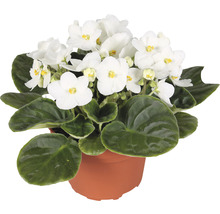 Afrikanisches Veilchen mit weißen Blüten im Topf