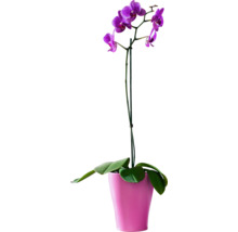 Lila Orchidee im Topf