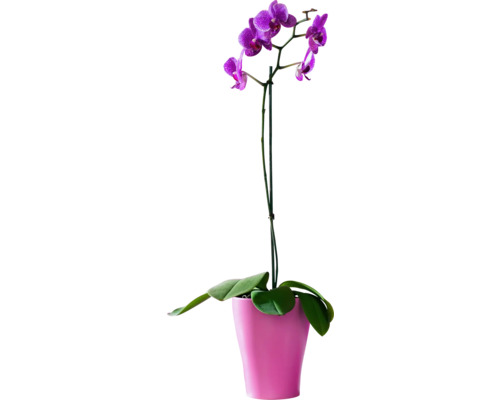 Lila Orchidee im Topf