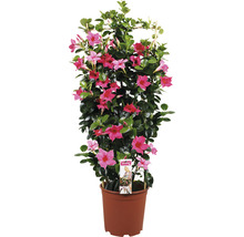 Dipladenie, Trichterblüte Spalier FloraSelf Dipladenia mandevilla Gesamthöhe ca. 90 cm Ø 21 cm Topf rosa