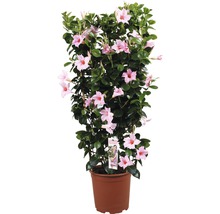 Dipladenia-Pflanze in einem Topf mit rosa Blüten.