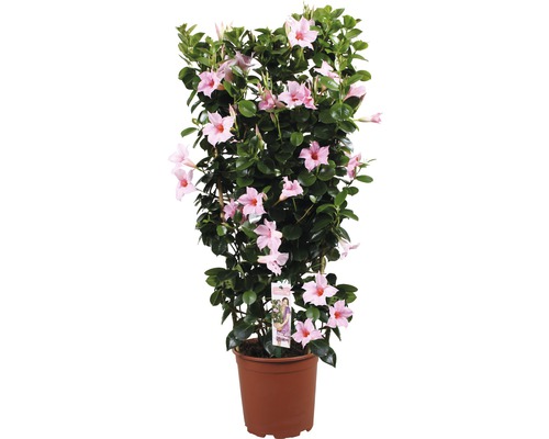 Dipladenia-Pflanze in einem Topf mit rosa Blüten.