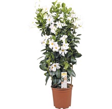 Dipladenia Mandevilla im Topf mit weißen Blüten