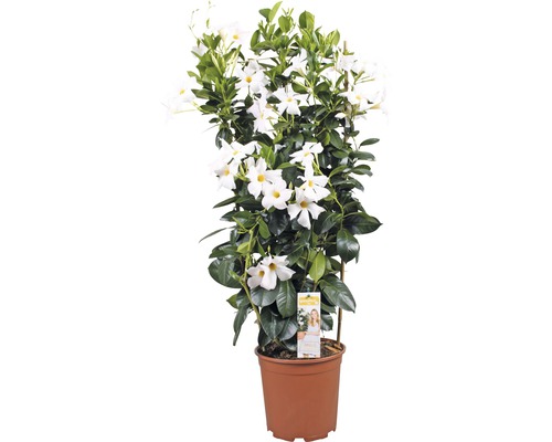 Dipladenia Mandevilla im Topf mit weißen Blüten