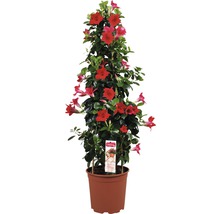 Dipladenia im Topf mit Rankhilfe