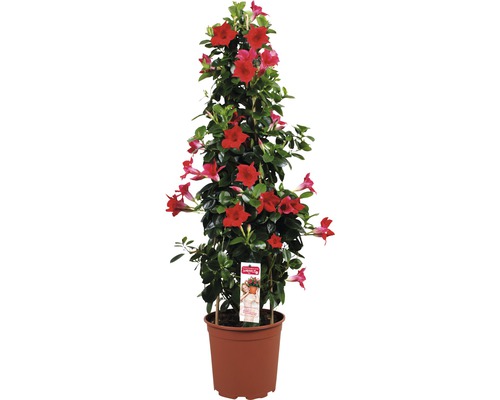 Dipladenia im Topf mit Rankhilfe
