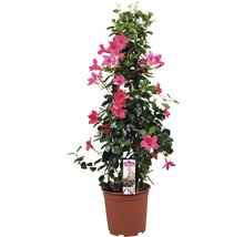 Dipladenia im Topf mit Kletterhilfe und rosa Blüten