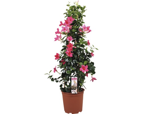 Dipladenia im Topf mit Kletterhilfe und rosa Blüten