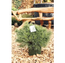 Weymouths-Kiefer Botanico Pinus strobus 'Minima' H 50-60 cm Co 10 L