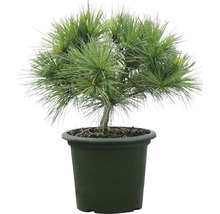 Weymouths-Kiefer Botanico Pinus strobus 'Minima' H 25-30 cm Co 3,7 L