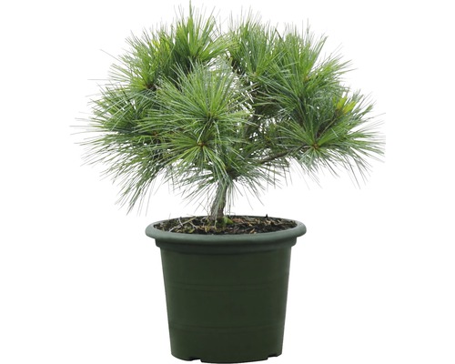 Kiefer Bonsai im Topf