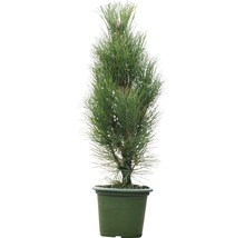 Säulen-Schwarzkiefer Botanico Pinus nigra 'Green Tower' H 50-60 cm Co 6 L-thumb-1