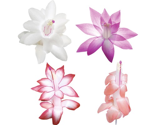 Verschiedenfarbige Weihnachtskaktusblüten