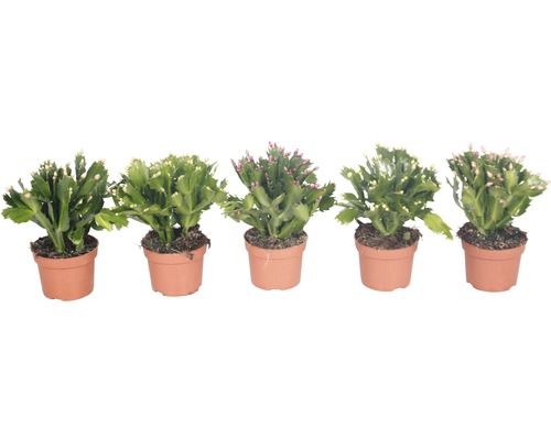 Fünf Weihnachtskakteen in Töpfen