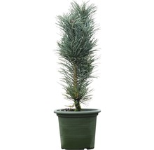 Säulen-Kiefer Botanico Pinus sylvestris 'Fastigiata' H 40-60 cm Co 6 L
