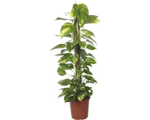 Efeutute FloraSelf Scidapsus (epipremnum) pinnatum H 100-110 cm Ø 21 cm Topf Efeutute Zimmerpflanze im Topf mit Rankhilfe