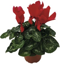 Cyclamen im Topf mit roten Blüten und grünen Blättern
