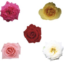 Fünf Rosenblüten in verschiedenen Farbtönen