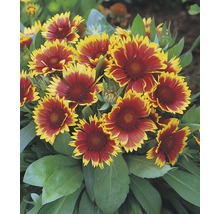 Großblumige Kokardenblume FloraSelf Gaillardia x grandiflora 'Kobold' H 5-20 cm Co 0,5 L